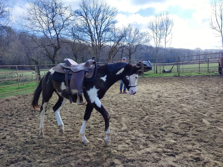 American Paint Horse Hengst 2 Jaar 158 cm Overo-alle-kleuren in GABASTON