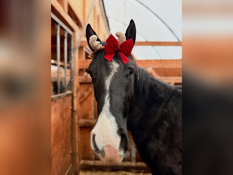 American Paint Horse Hengst 2 Jaar 160 cm Bruin in Kaltennordheim