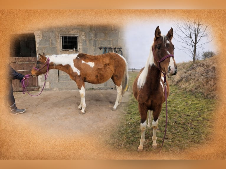 American Paint Horse Hengst 2 Jaar Tobiano-alle-kleuren in Groß-Umstadt