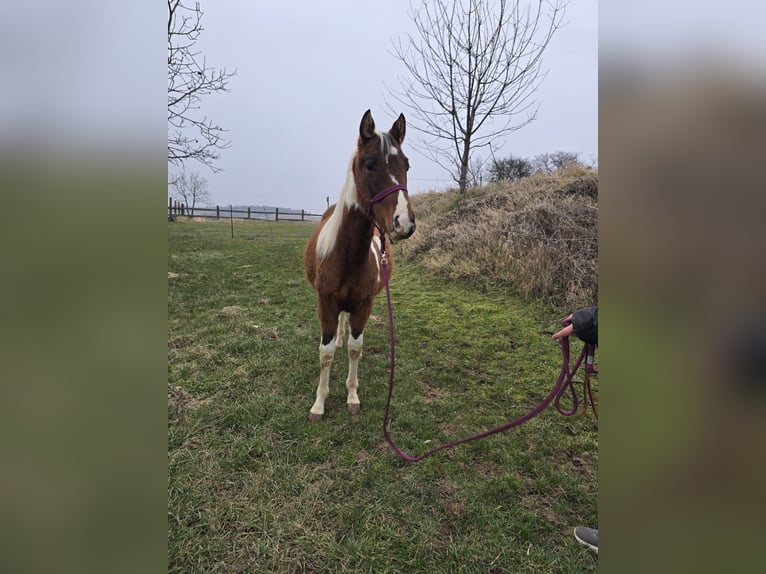 American Paint Horse Hengst 2 Jaar Tobiano-alle-kleuren in Groß-Umstadt