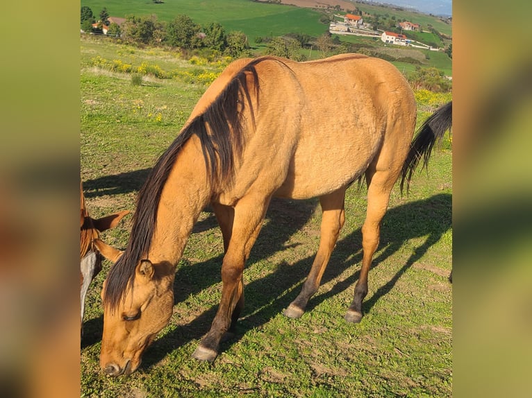 American Paint Horse Hengst 2 Jahre 142 cm Buckskin in Massiac