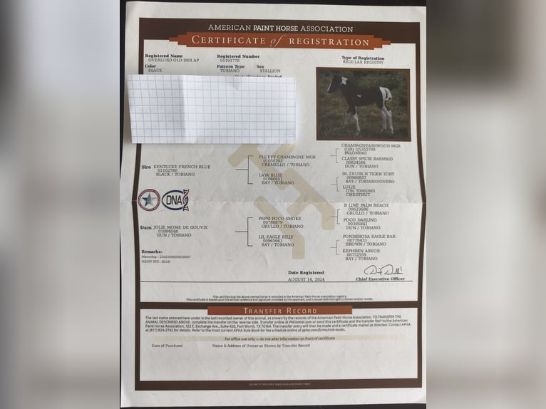 American Paint Horse Hengst 2 Jahre 143 cm Tobiano-alle-Farben in La porte du der
