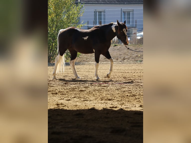American Paint Horse Hengst 2 Jahre 143 cm Tobiano-alle-Farben in La porte du der
