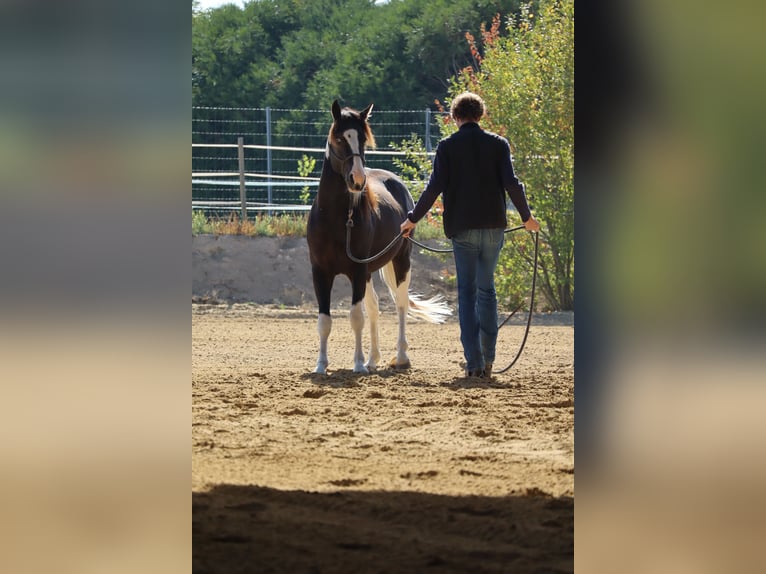 American Paint Horse Hengst 2 Jahre 143 cm Tobiano-alle-Farben in La porte du der