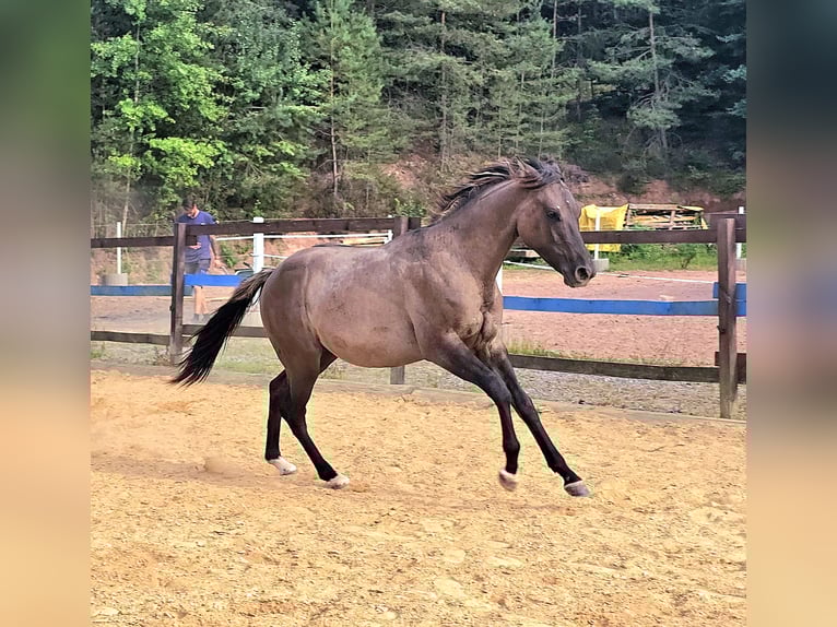 American Paint Horse Hengst 2 Jahre 150 cm Grullo in Izsák