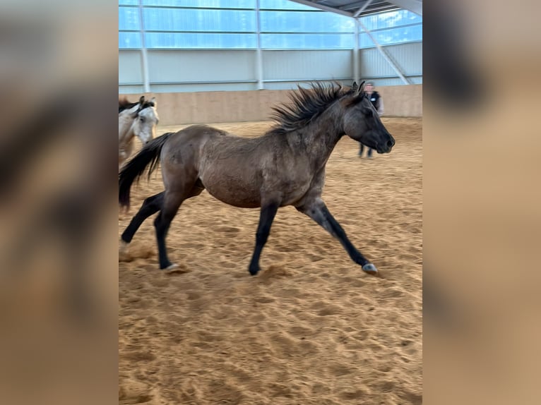 American Paint Horse Hengst 2 Jahre 150 cm Grullo in Izsák