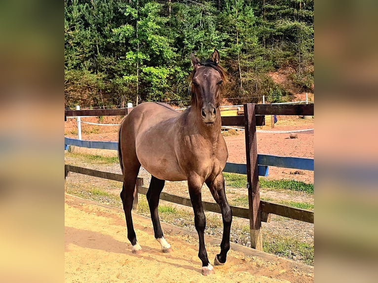 American Paint Horse Hengst 2 Jahre 150 cm Grullo in Izsák