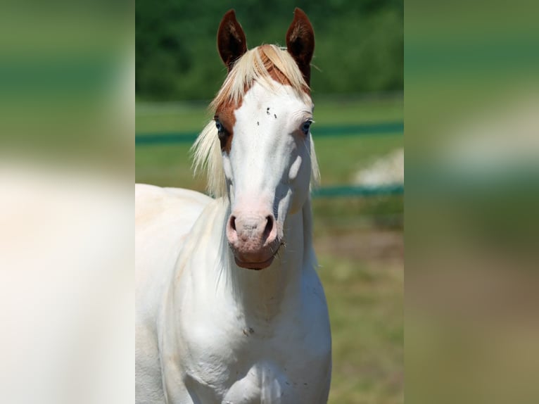 American Paint Horse Hengst 2 Jahre 150 cm Overo-alle-Farben in Hellenthal