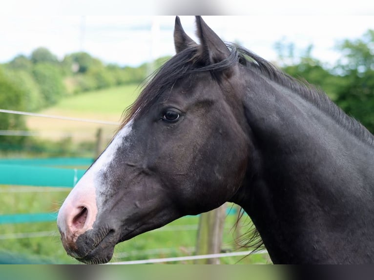 American Paint Horse Hengst 2 Jahre 150 cm Rappe in Hellenthal