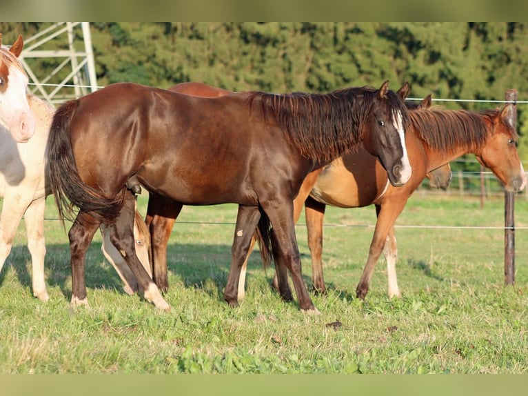 American Paint Horse Hengst 2 Jahre 150 cm Rappe in Hellenthal