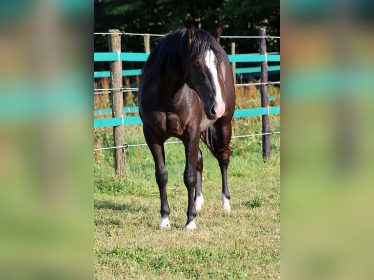 American Paint Horse Hengst 2 Jahre 150 cm Rappe in Hellenthal