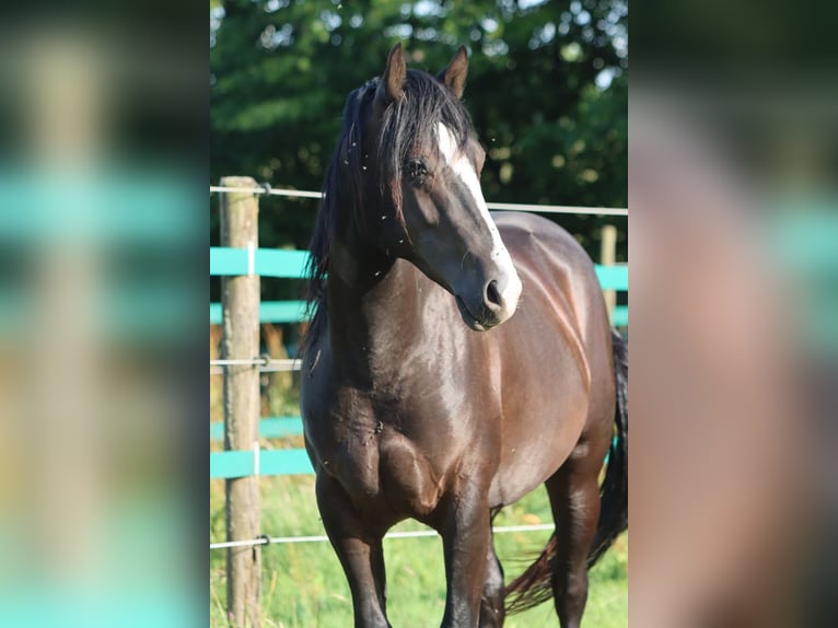 American Paint Horse Hengst 2 Jahre 150 cm Rappe in Hellenthal