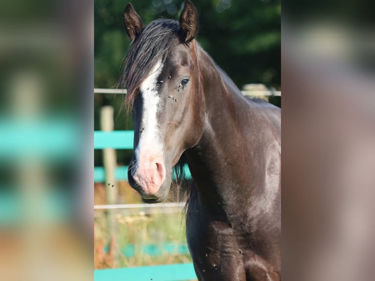 American Paint Horse Hengst 2 Jahre 150 cm Rappe in Hellenthal