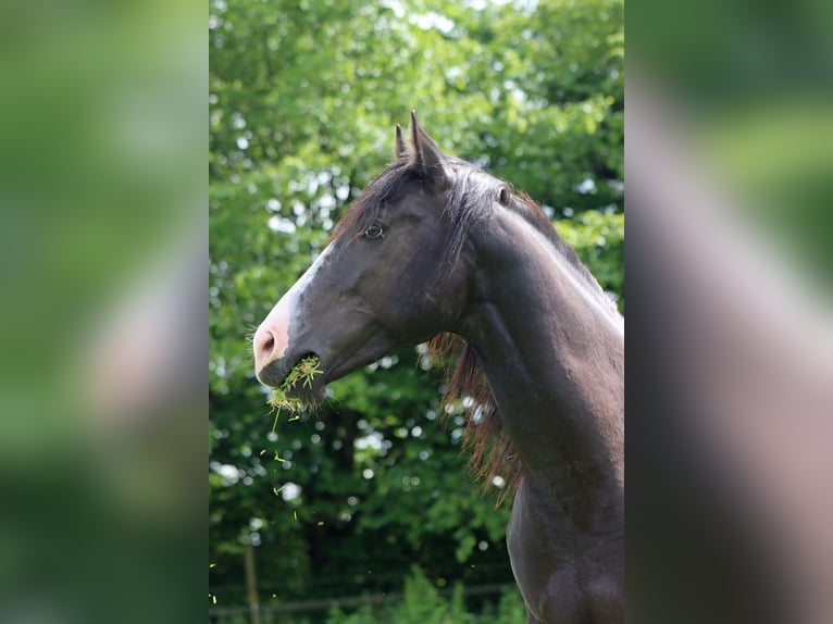 American Paint Horse Hengst 2 Jahre 150 cm Rappe in Hellenthal