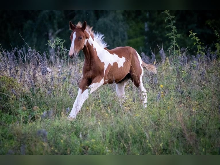 American Paint Horse Hengst 2 Jahre 150 cm Tobiano-alle-Farben in Rottleben