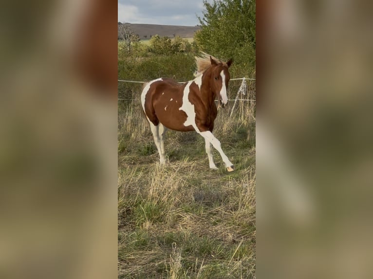 American Paint Horse Hengst 2 Jahre 150 cm Tobiano-alle-Farben in Rottleben