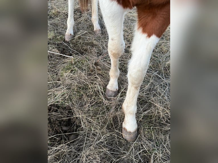 American Paint Horse Hengst 2 Jahre 150 cm Tobiano-alle-Farben in Bad Frankenhausen
