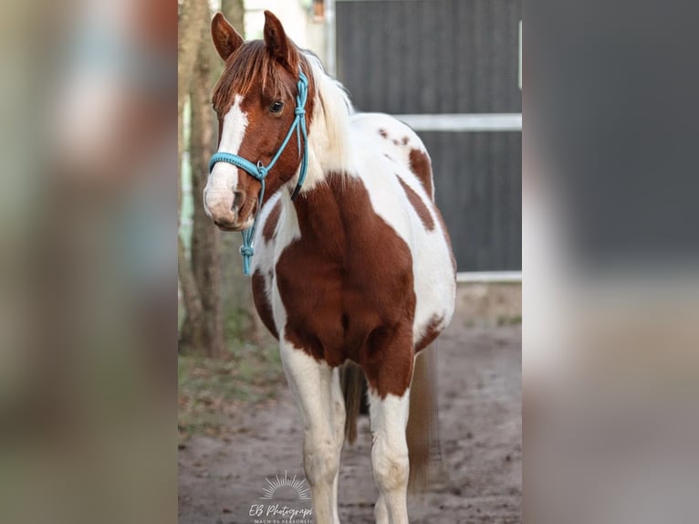 American Paint Horse Hengst 2 Jahre 150 cm Tobiano-alle-Farben in Bad Frankenhausen