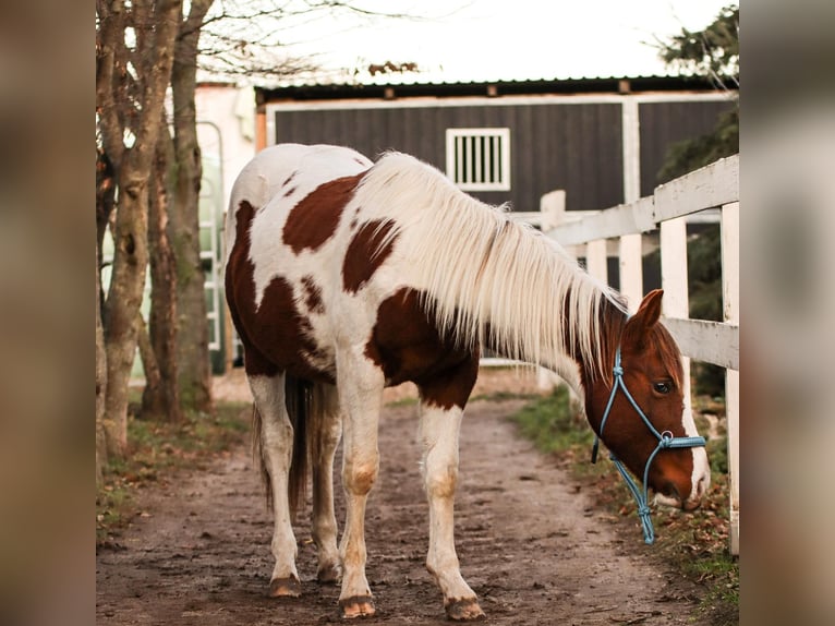 American Paint Horse Hengst 2 Jahre 150 cm Tobiano-alle-Farben in Bad Frankenhausen