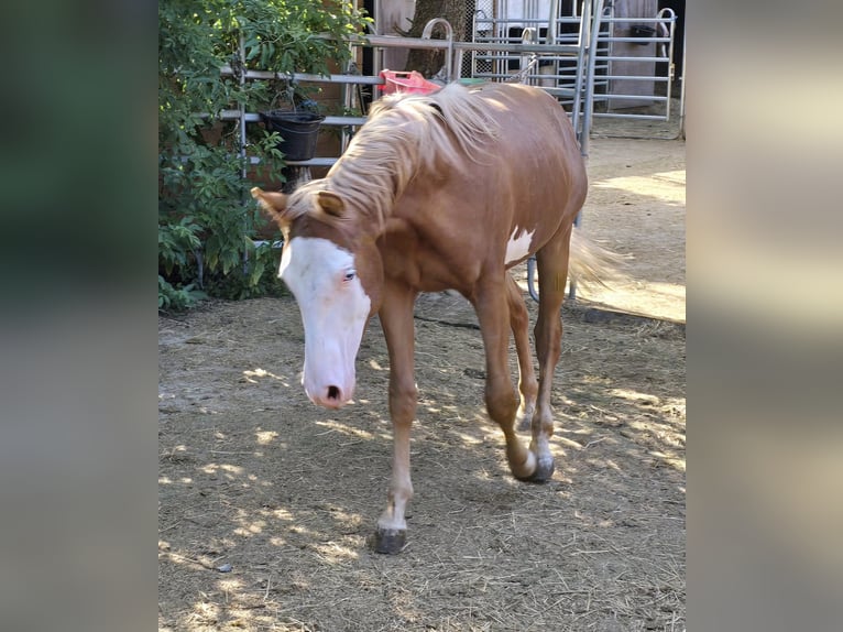 American Paint Horse Hengst 2 Jahre 152 cm Fuchs in Kraichtal