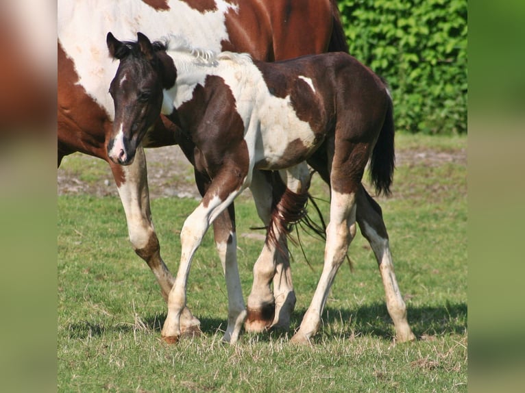 American Paint Horse Hengst 2 Jahre 152 cm Rappe in Düsseldorf