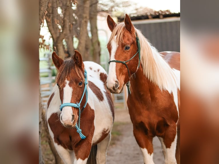 American Paint Horse Hengst 2 Jahre 152 cm Tobiano-alle-Farben in Rottleben