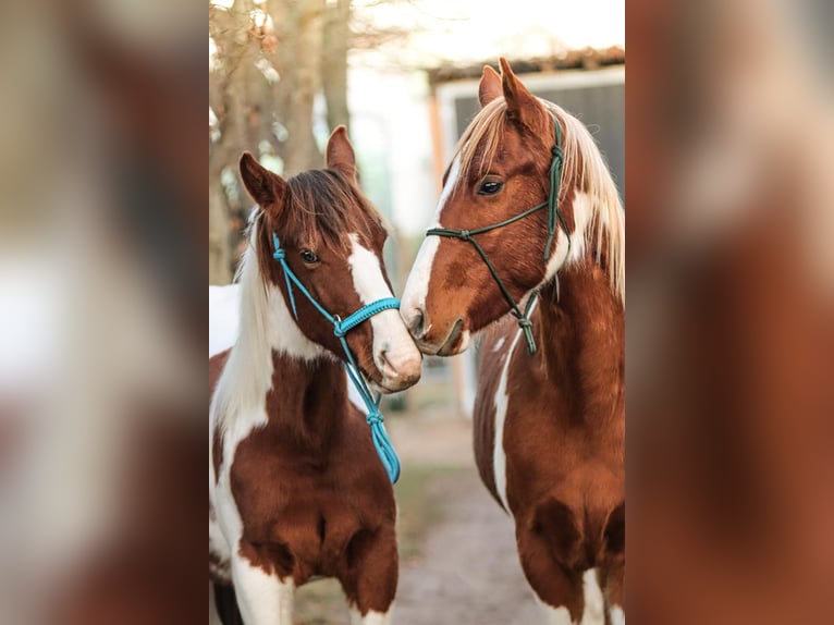 American Paint Horse Hengst 2 Jahre 152 cm Tobiano-alle-Farben in Rottleben
