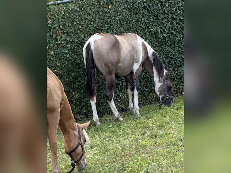American Paint Horse Hengst 2 Jahre 155 cm Grullo in ZUTENDAAL