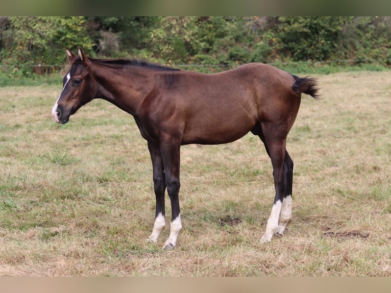 American Paint Horse Hengst 2 Jahre 160 cm Brauner in Kaltennordheim