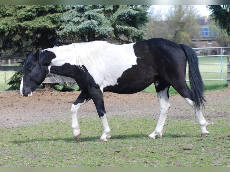 American Paint Horse Hengst 3 Jaar 130 cm Gevlekt-paard in Finsterwalde