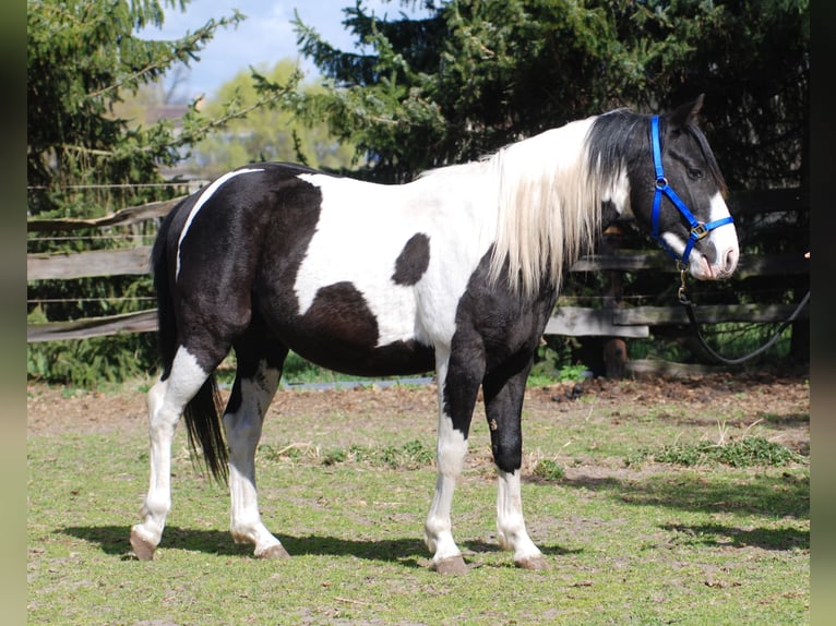 American Paint Horse Hengst 3 Jaar 130 cm Gevlekt-paard in Finsterwalde