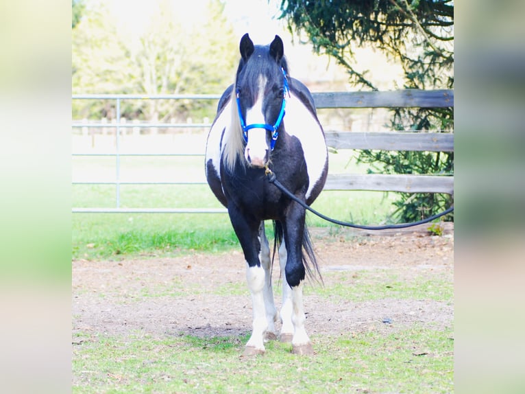 American Paint Horse Hengst 3 Jaar 130 cm Gevlekt-paard in Finsterwalde