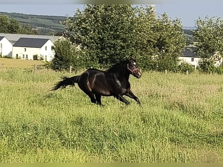 American Paint Horse Hengst 3 Jaar 147 cm Donkerbruin in Bastogne