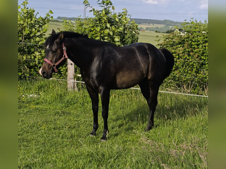 American Paint Horse Hengst 3 Jaar 147 cm Donkerbruin in Bastogne