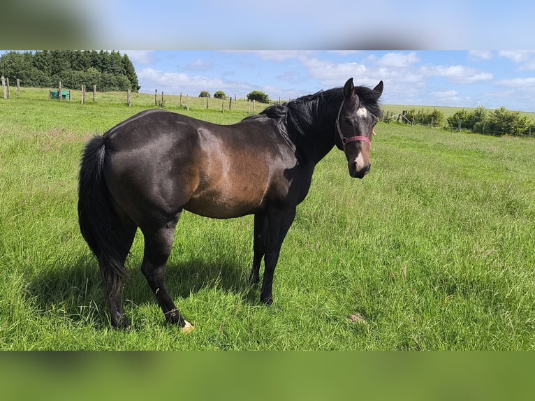 American Paint Horse Hengst 3 Jaar 147 cm Donkerbruin in Bastogne