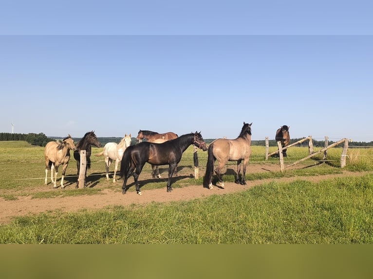 American Paint Horse Hengst 3 Jaar 147 cm Donkerbruin in Bastogne