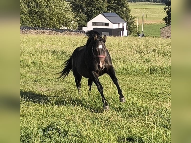American Paint Horse Hengst 3 Jaar 147 cm Donkerbruin in Bastogne