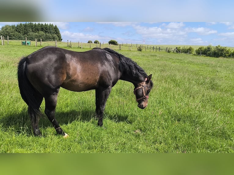 American Paint Horse Hengst 3 Jaar 147 cm Donkerbruin in Bastogne