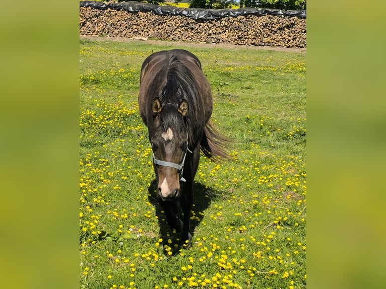 American Paint Horse Hengst 3 Jaar 147 cm Donkerbruin in Bastogne