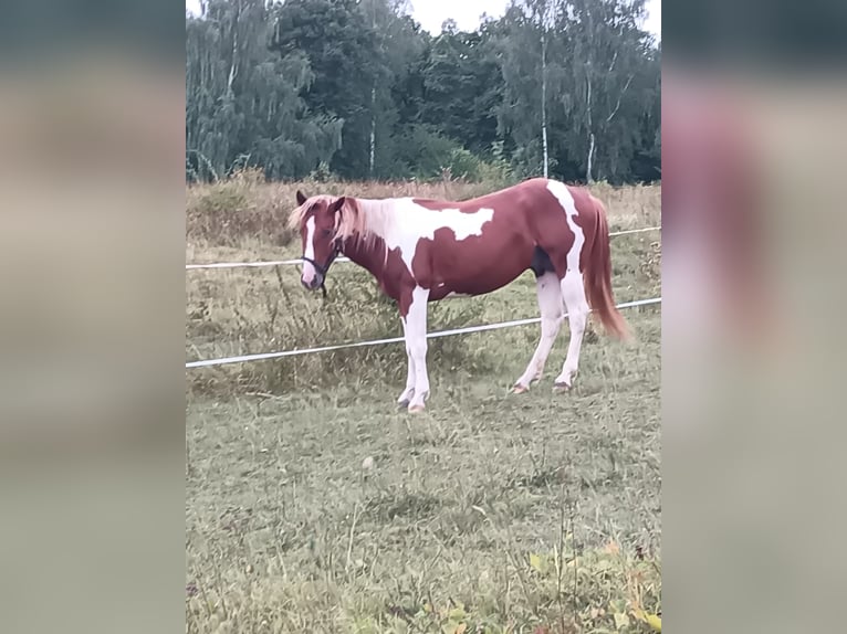 American Paint Horse Hengst 3 Jaar 148 cm Vos in Bad Frankenhausen