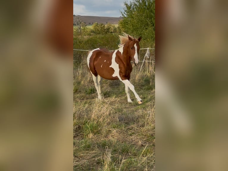 American Paint Horse Hengst 3 Jaar 148 cm Vos in Bad Frankenhausen