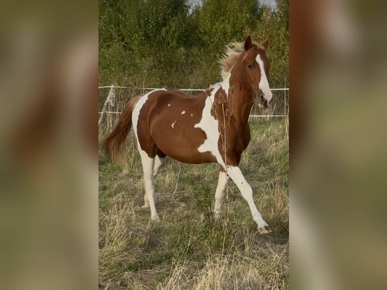 American Paint Horse Hengst 3 Jaar 150 cm Tobiano-alle-kleuren in Rottleben