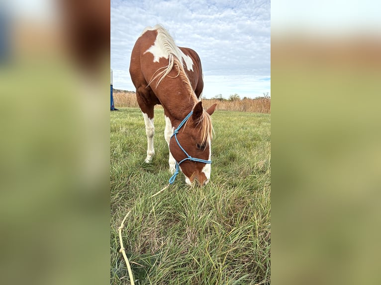 American Paint Horse Hengst 3 Jaar 150 cm Tobiano-alle-kleuren in Rottleben