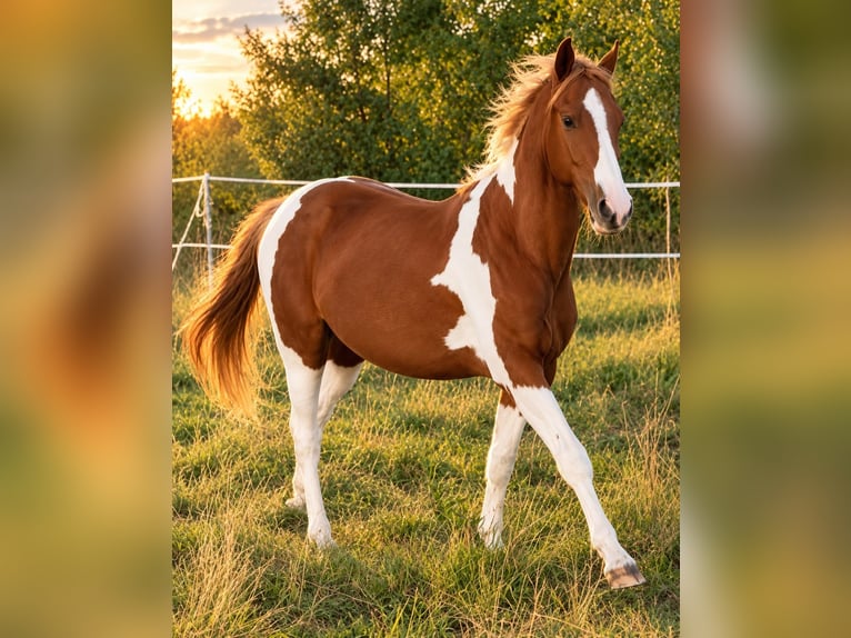 American Paint Horse Hengst 3 Jaar 150 cm Vos in Bad Frankenhausen