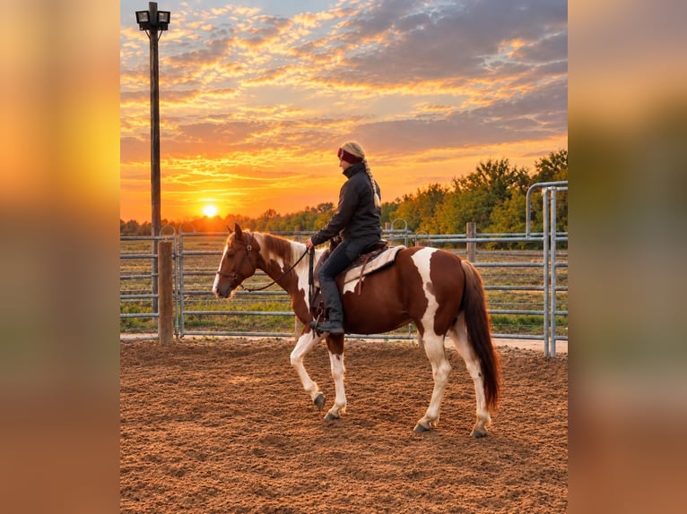 American Paint Horse Hengst 3 Jaar 150 cm Vos in Bad Frankenhausen