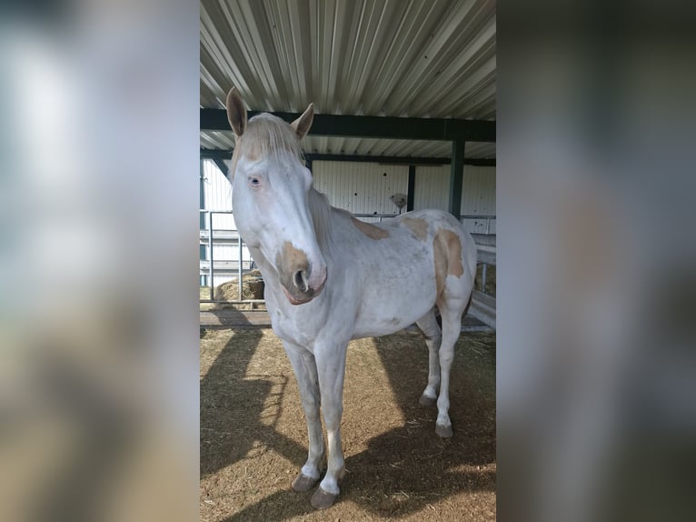 American Paint Horse Hengst 3 Jaar 155 cm Overo-alle-kleuren in Nostorf