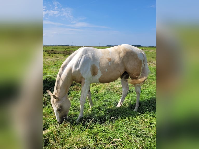 American Paint Horse Hengst 3 Jaar 155 cm Palomino in Leer (Ostfriesland)
