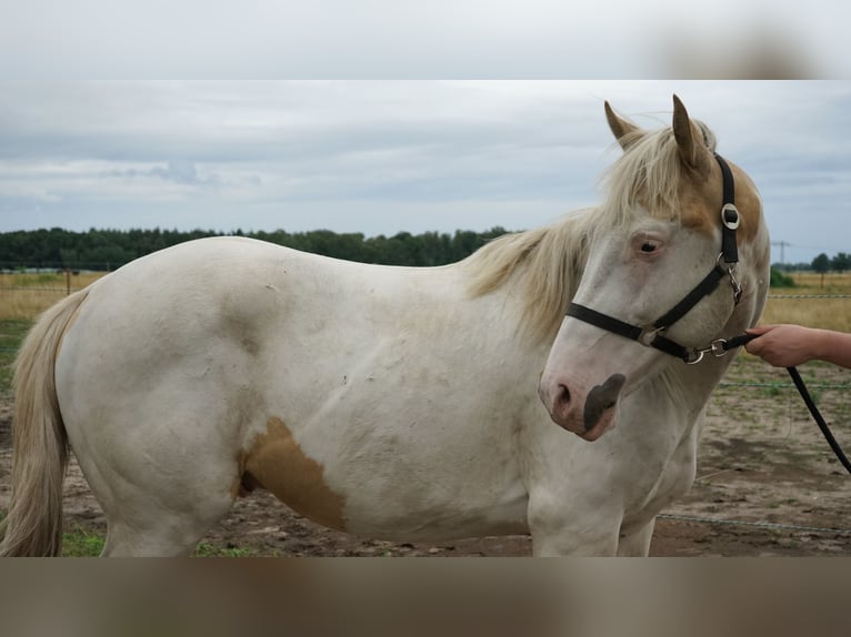 American Paint Horse Hengst 3 Jaar 155 cm Tovereo-alle-kleuren in Boizenburg/Elbe