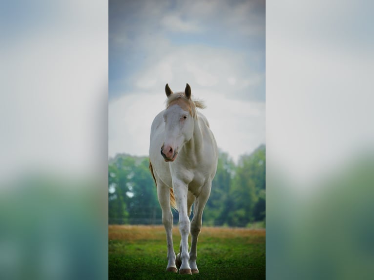 American Paint Horse Hengst 3 Jaar 155 cm Tovereo-alle-kleuren in Nostorf