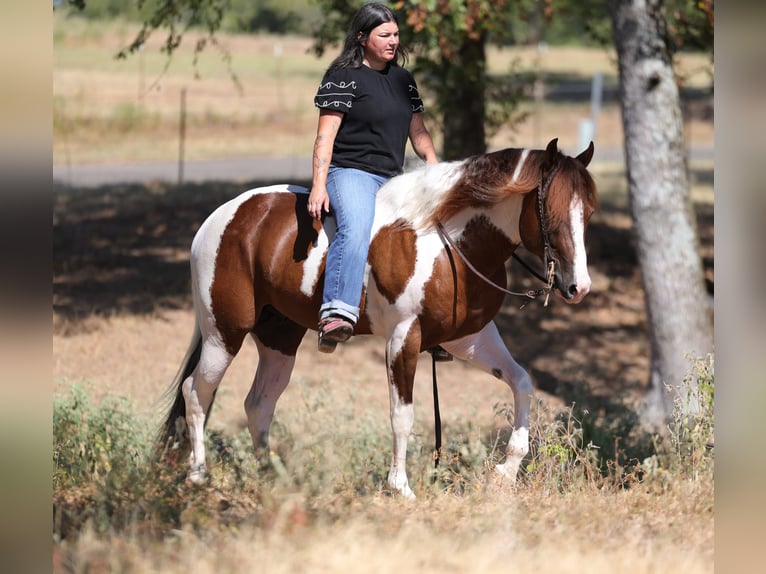 American Paint Horse Hengst 3 Jaar Gevlekt-paard in Mount Vernon